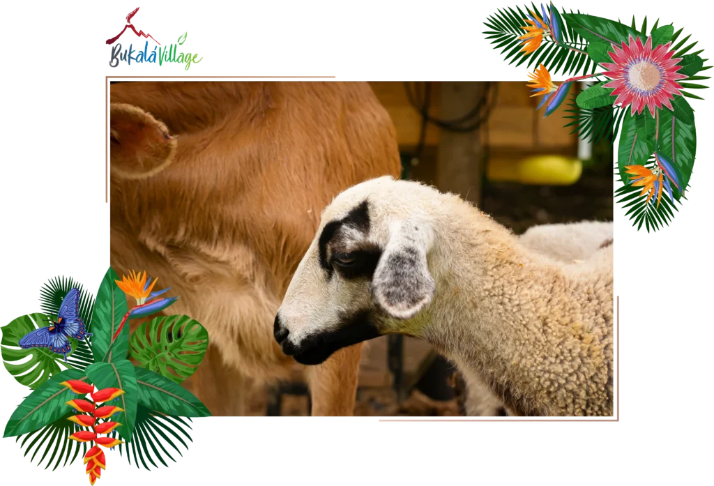 Animals At Bukala Village Costa Rica