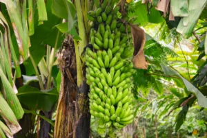 BUKALA VILLAGE LODGE GARDENS