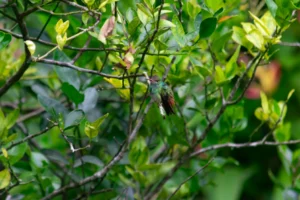 BUKALA VILLAGE LODGE GARDENS