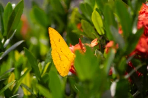 BUKALA VILLAGE LODGE AMAPOLA HOME