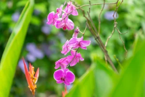 BUKALA VILLAGE LODGE GARDENS