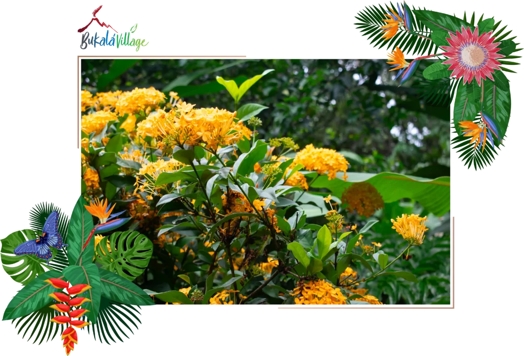 Flowers Colection Bukala Village Costa Rica