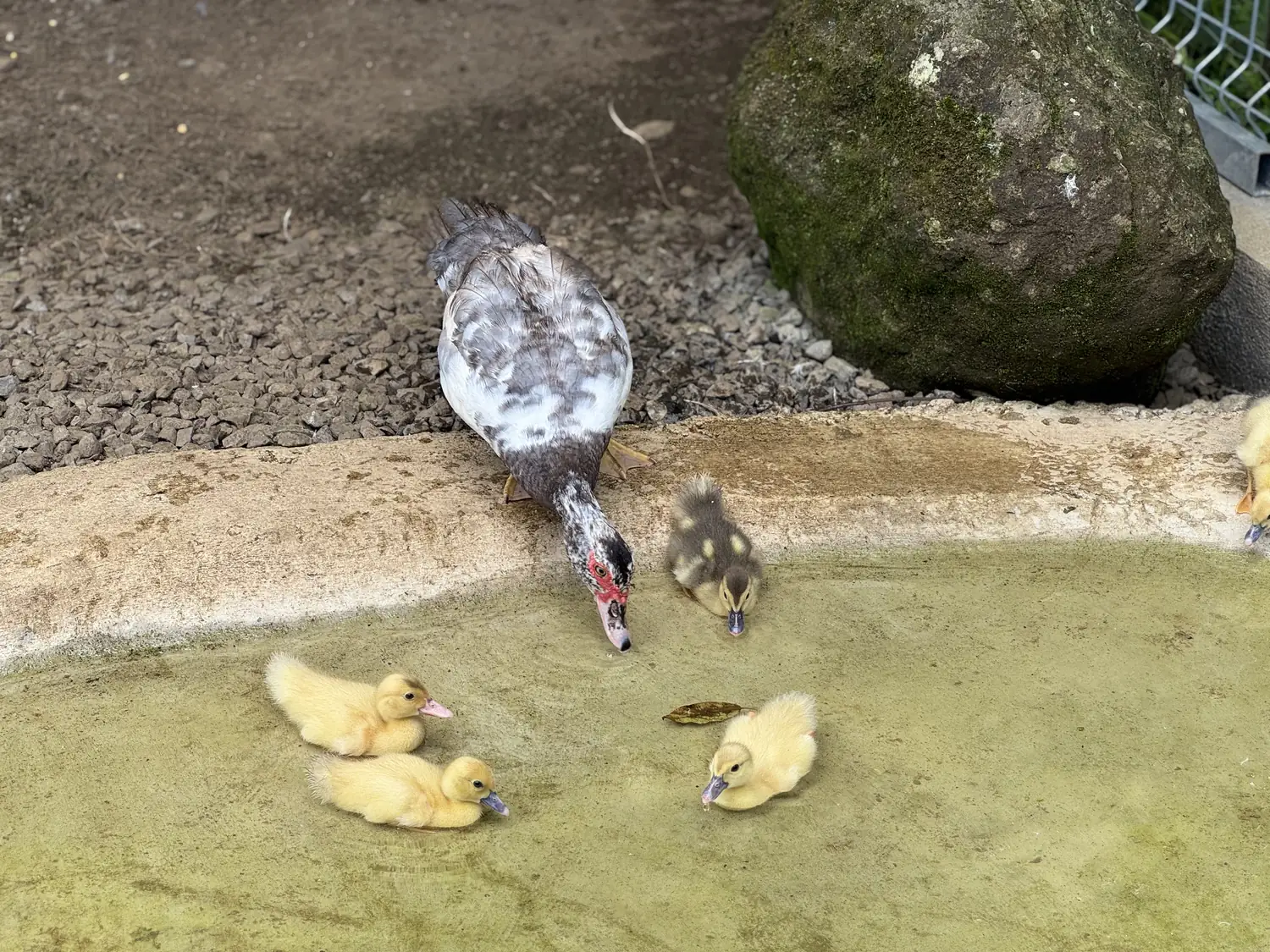 Ducklings entering the pond at Bukalá Village Lodge farm