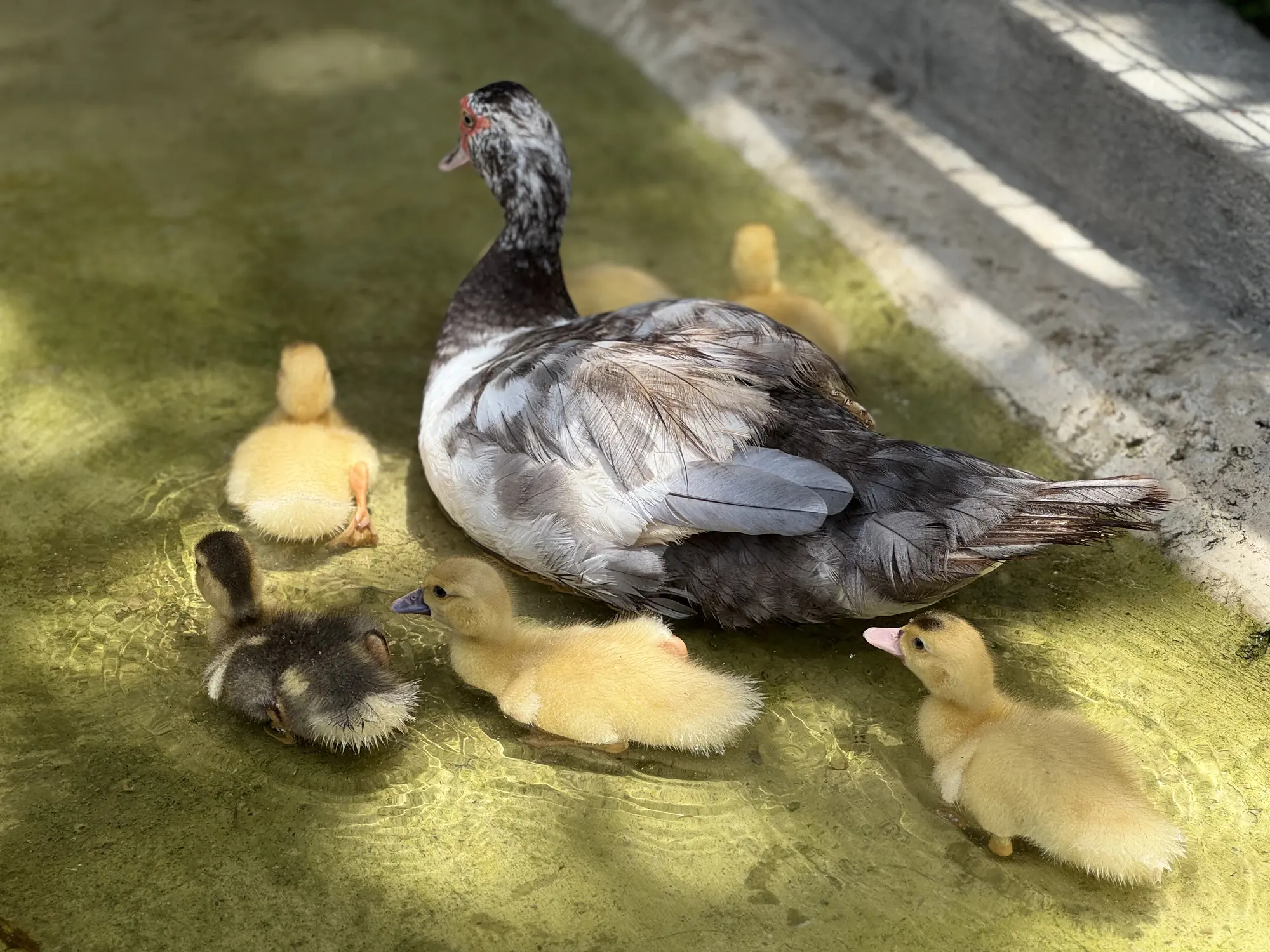 Ducks and ducklings at Bukalá Village Lodge farm