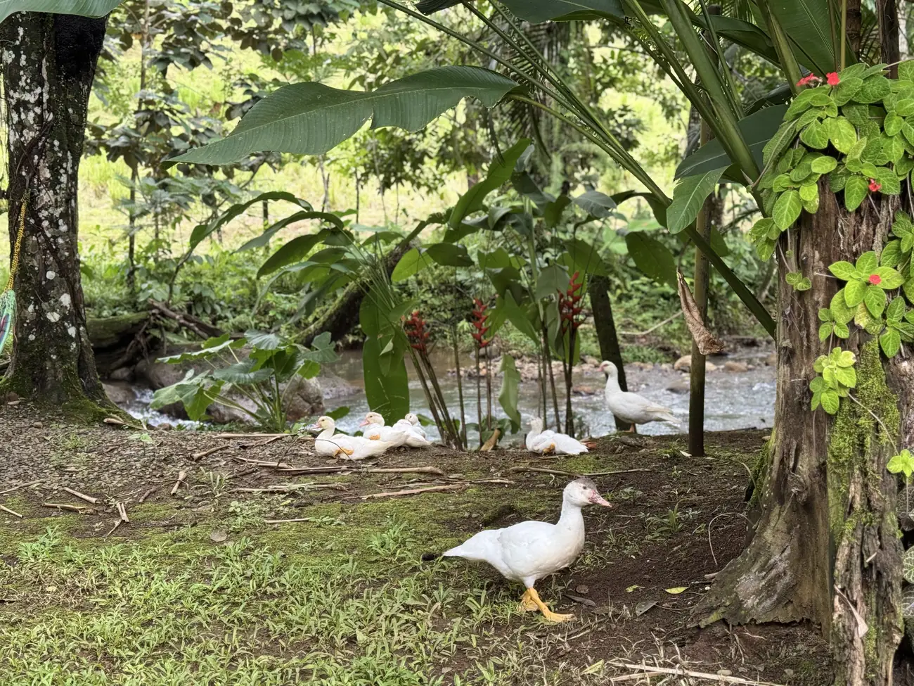 Farm animals at Bukalá Village